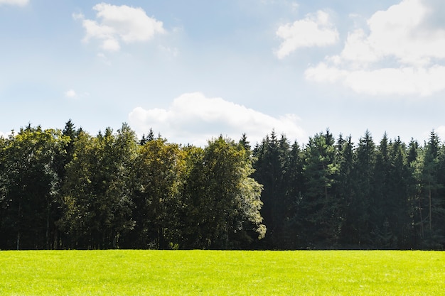 Prairie verte à côté de la forêt