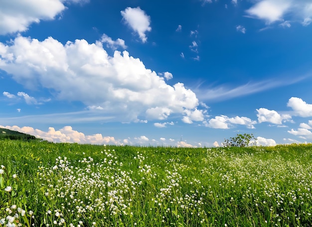 Une prairie verte avec des fleurs blanches et un ciel bleu avec des nuages blancs