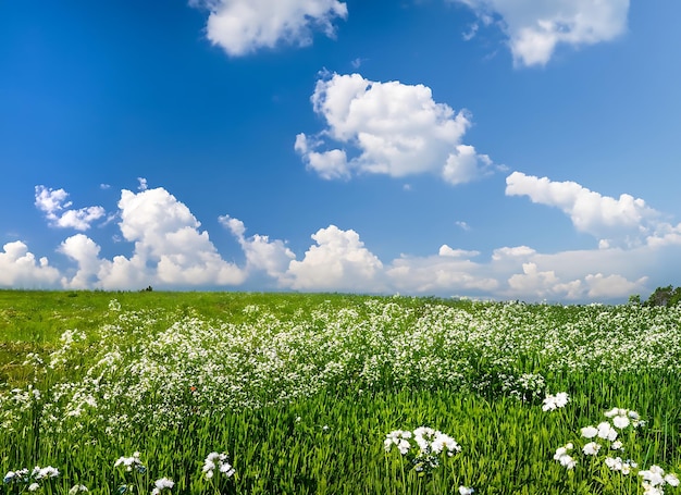 Une prairie verte avec des fleurs blanches et un ciel bleu avec des nuages blancs