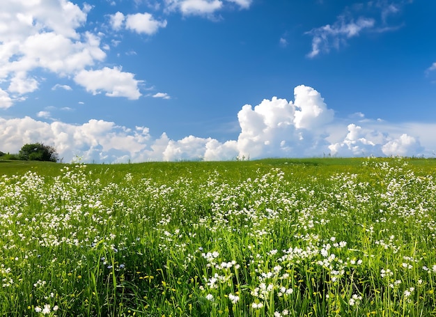 Une prairie verte avec des fleurs blanches et un ciel bleu avec des nuages blancs