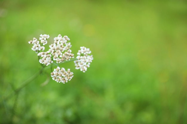 Prairie verte avec gros plan de fleurs sauvages en fleurs