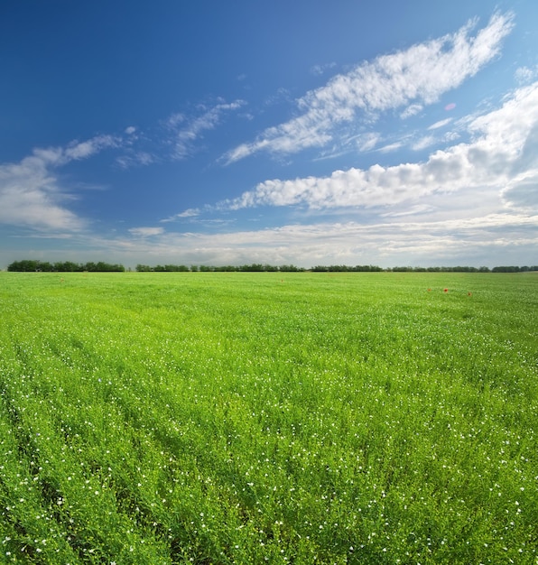 Prairie verte de lin au jour