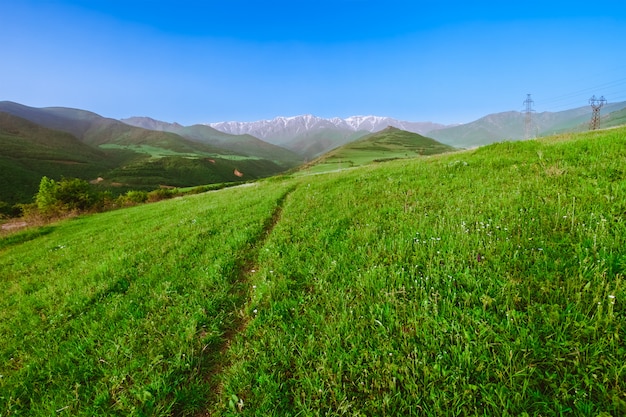 Prairie Verte En Montagne