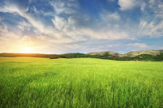 Prairie verte en montagne