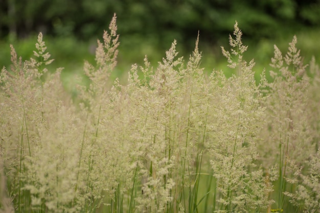 Photo prairie verte avec des plantes