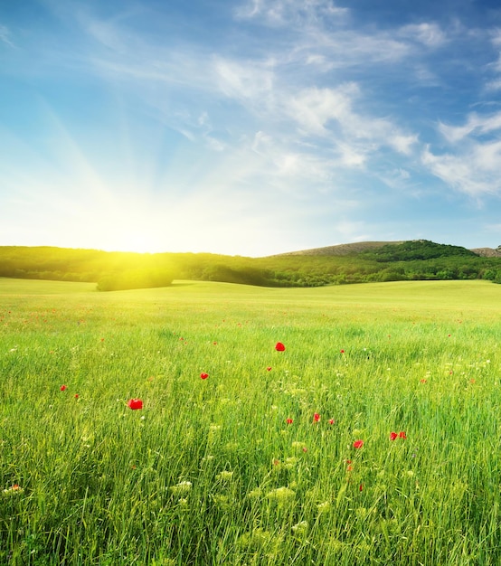 Prairie verte de printemps en montagne Composition de la nature