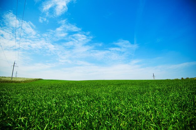 Prairie verte sous un ciel bleu avec des nuages