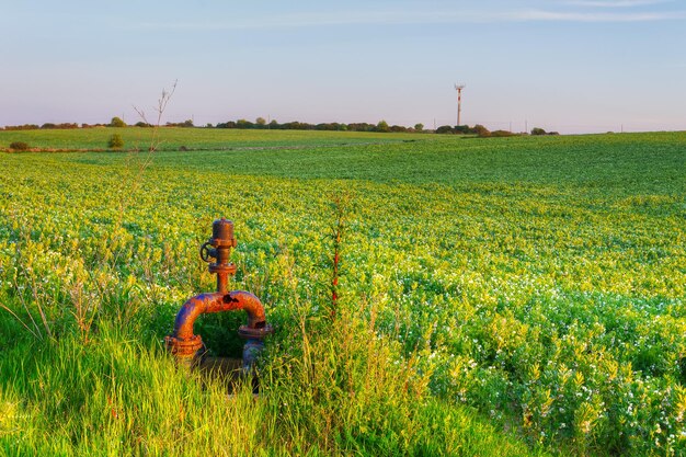 Prairie verte sous un ciel clair en Sardaigne