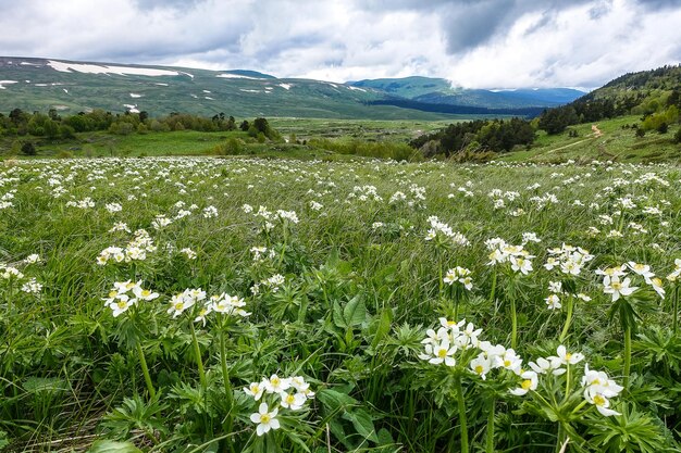 Prairies alpines alpines en fleurs de LagoNaki Adygea Russie 2021