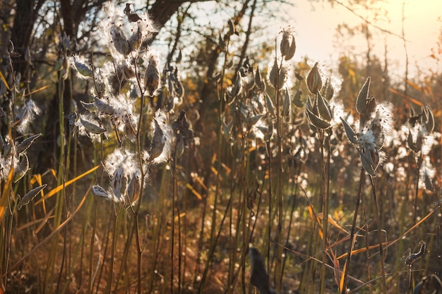 Prairies d'automne