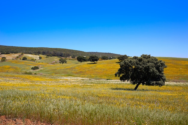 Prairies Dehesa par le chemin de la Plata Espagne