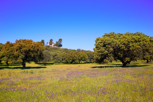 Prairies Dehesa par le chemin de la Plata Espagne