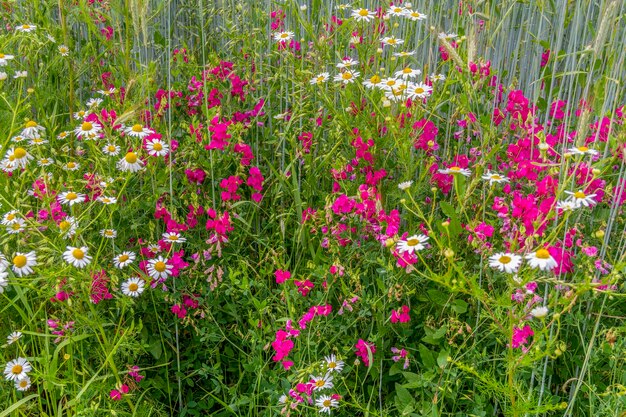 prairies de fleurs sauvages