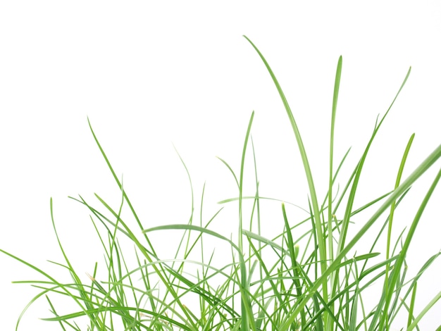 Prairies vertes avec de l'herbe
