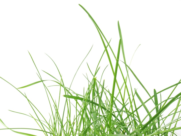 Prairies vertes avec de l'herbe