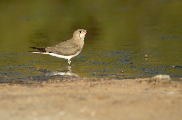 Prancole à collier dans un lagon du centre de l'Espagne avec les dernières lumières de l'après-midi