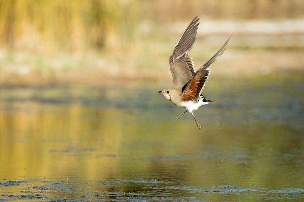 Pratincole à collier adulte volant dans la dernière lumière de l'après-midi dans une zone humide du centre de l'Espagne