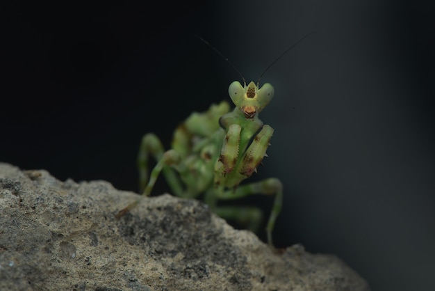 Praying Mantis Restez sur le roc