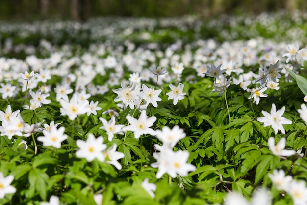 Pré avec Anemone sylvestris.