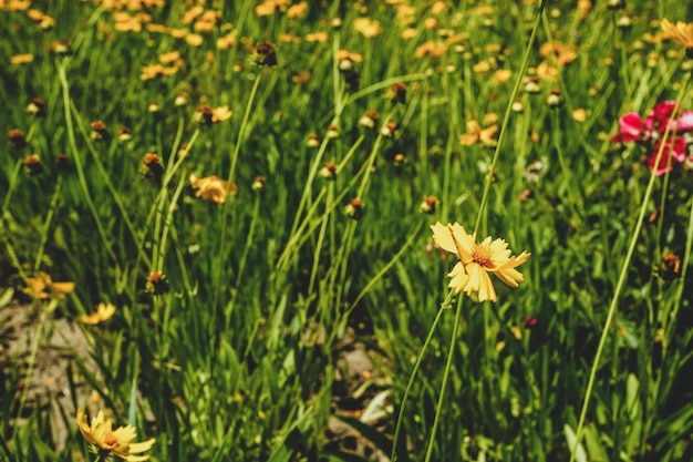 Un pré de coréopsis lancéolé jaune en fleurs