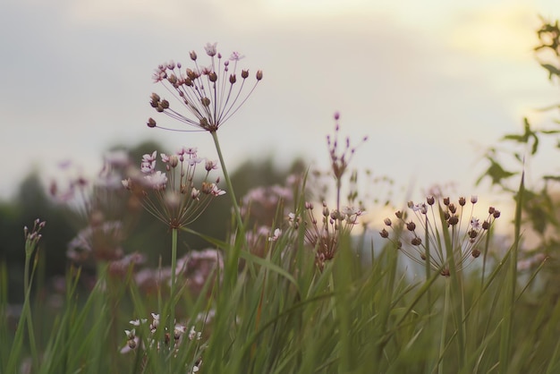 pré de fleurs coucher de soleil