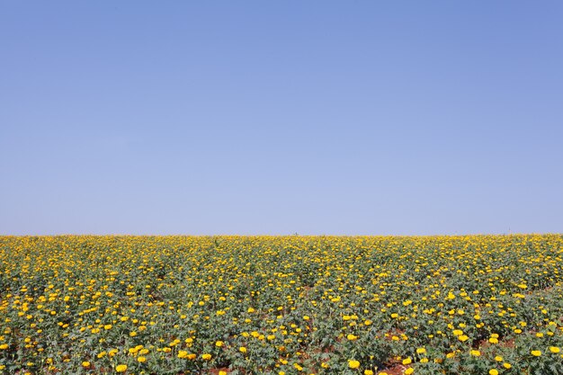 Pré de fleurs de souci de couleur vive