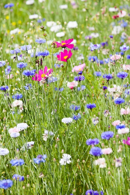 Pré de fleurs