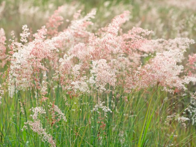 Pré de forêt avec des herbes sauvages