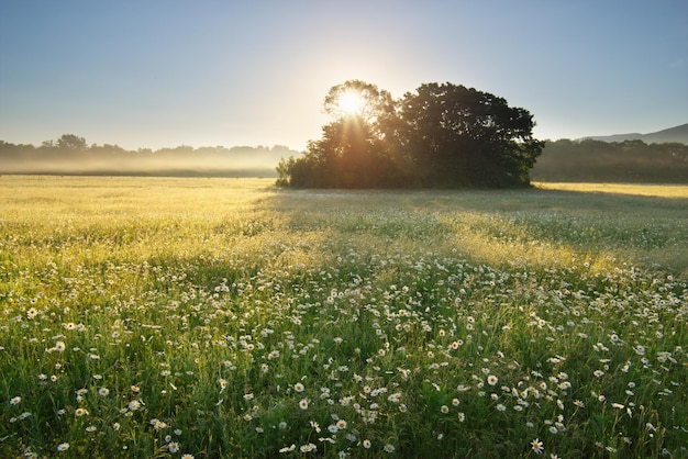 Pré marguerite le matin brumeux