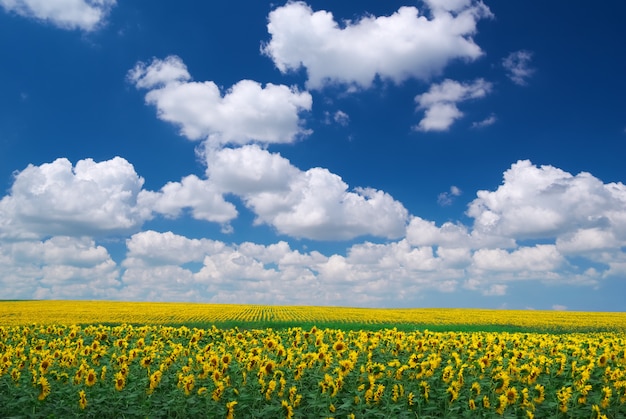 Pré de tournesols