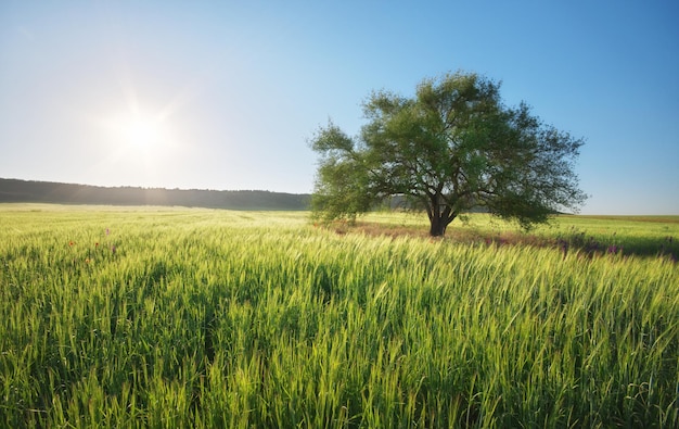 Pré vert et arbre