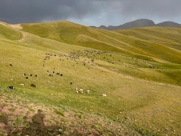 Pré vert clair avec troupeau de moutons