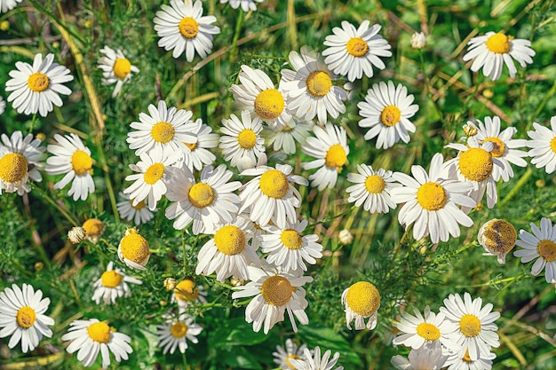 Un pré vert d'été avec des marguerites