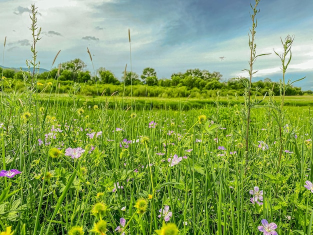 Un pré vert avec des fleurs sauvages et un ciel bleu avec des nuages blancs.