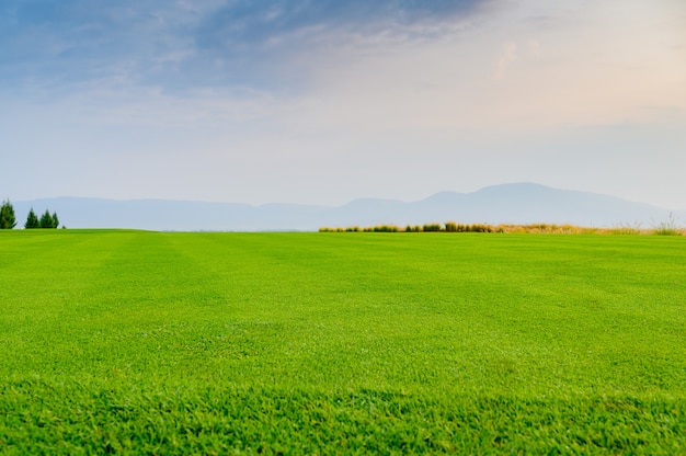 Pré vert et fond de ciel bleu. Paysage naturel avec champ d'herbe verte.