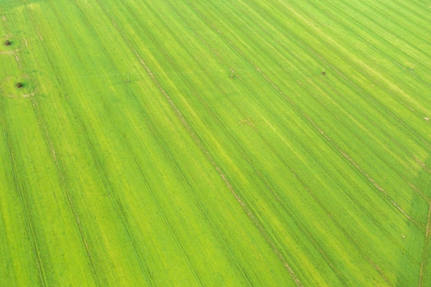 Pré vert d'une hauteur, traces de la moissonneuse-batteuse, pour le fond, la texture