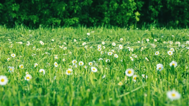 Pré vert avec marguerites et herbe coupée