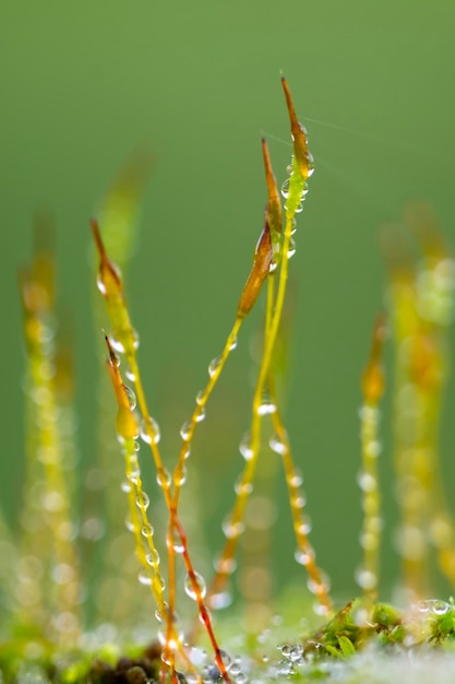 Précieuses gouttes d'eau de la rosée du matin couvrant la plante Ceratodon purpureus qui pousse sur le rocher