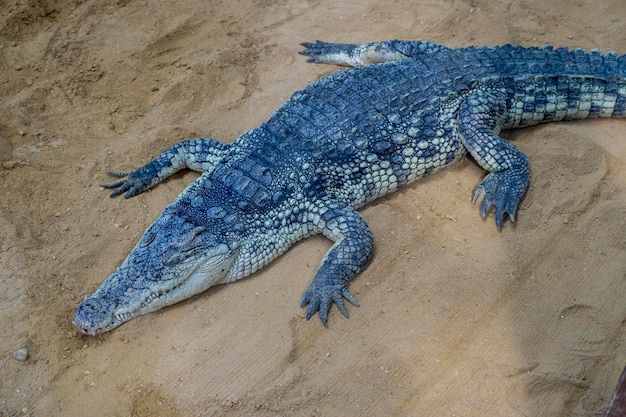 prédateur, crocodile reposant sur le sable à côté d'une rivière brune