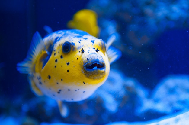 Prédateur de poisson jaune fugue de la mer Rouge