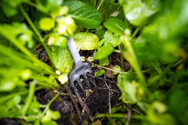 Prélèvement d'un échantillon de sol dans un jardin dans un champ d'une ferme en Australie