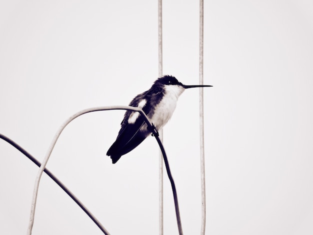 Premier colibri noir et blanc