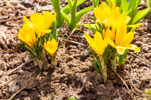 Le premier crocus jaune fleurit le safran printanier