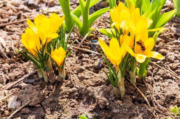 Le premier crocus jaune fleurit le safran printanier