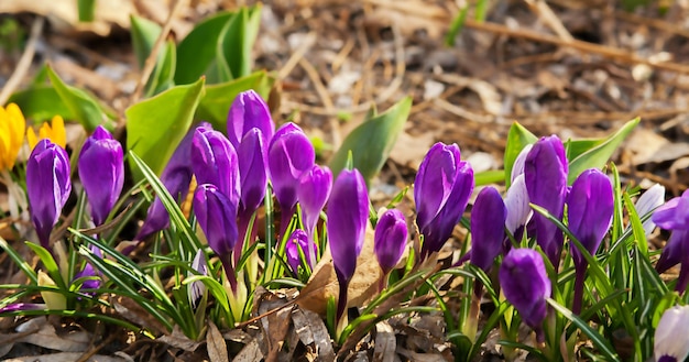 Le premier crocus de printemps fleurit dans une clairière du parc le réveil de la nature