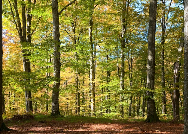 Premier feuillage jaune d'automne dans la forêt de hêtres ensoleillée