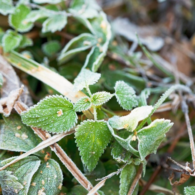 Premier gel sur les feuilles vertes d'ortie en automne