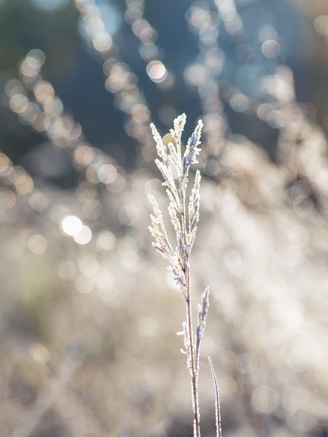 Premier gel. Givre sur les feuilles. Givré d'hiver