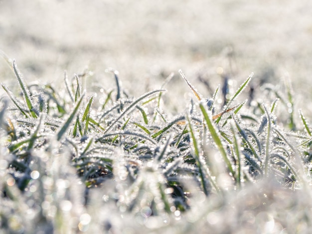 Premier gel. Givre sur les feuilles.