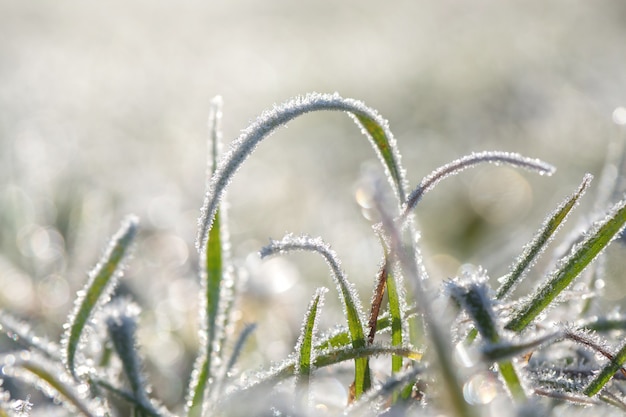 Premier gel. Givre sur les feuilles.